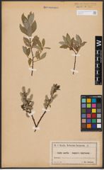 Foto von Salix aurita L. x Salix nigricans Sm.